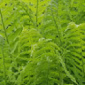 Meet your Posher, Shelby martin